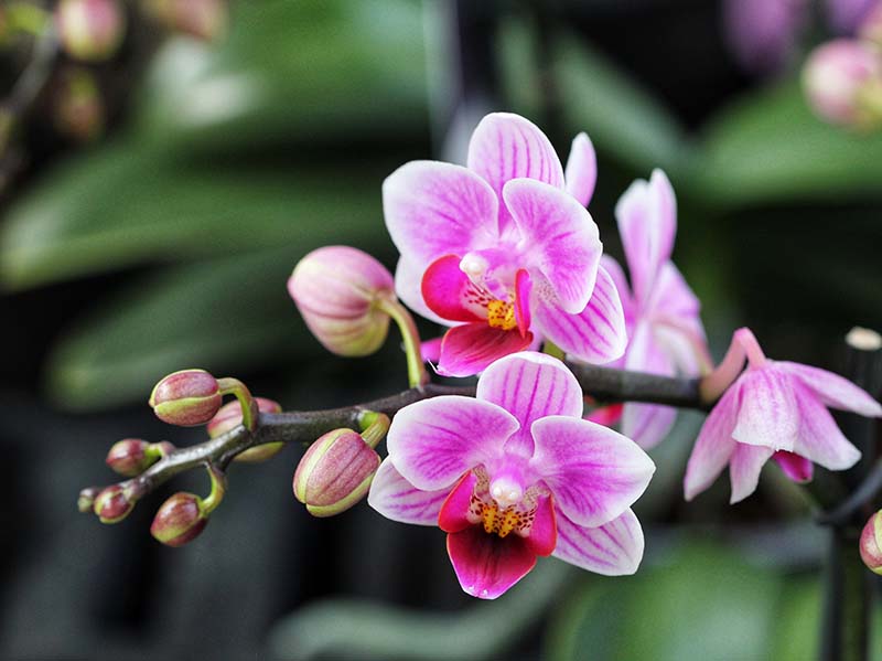 Uitvaartverzorging Van Lith - orchidee als rouwbloem