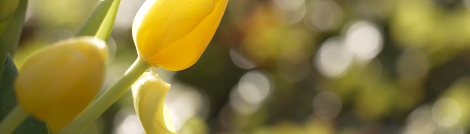 Lente achtergrond met bloemen - uitvaartverzorging van Lith