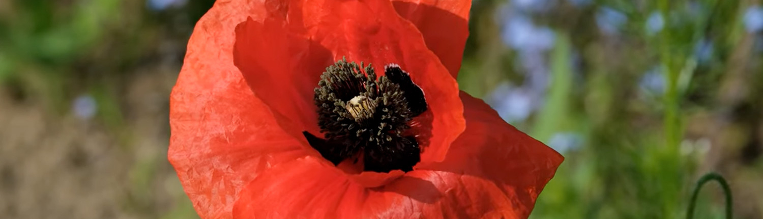 Zomer achtergrond - Uitvaartverzorging van Lith